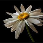 Ich bin eine Margerite im eindrucksvollem XL Format - ( Stacking Bild ) 