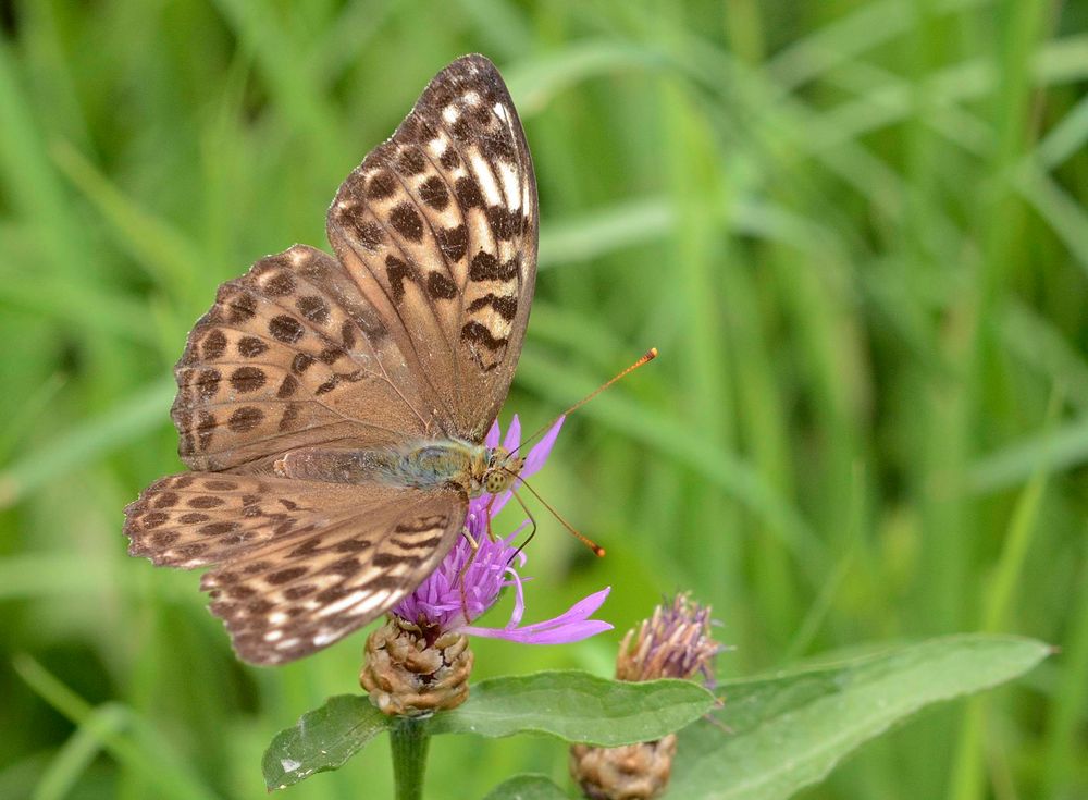 Ich bin eine Mutante... Foto & Bild tiere, wildlife, schmetterlinge