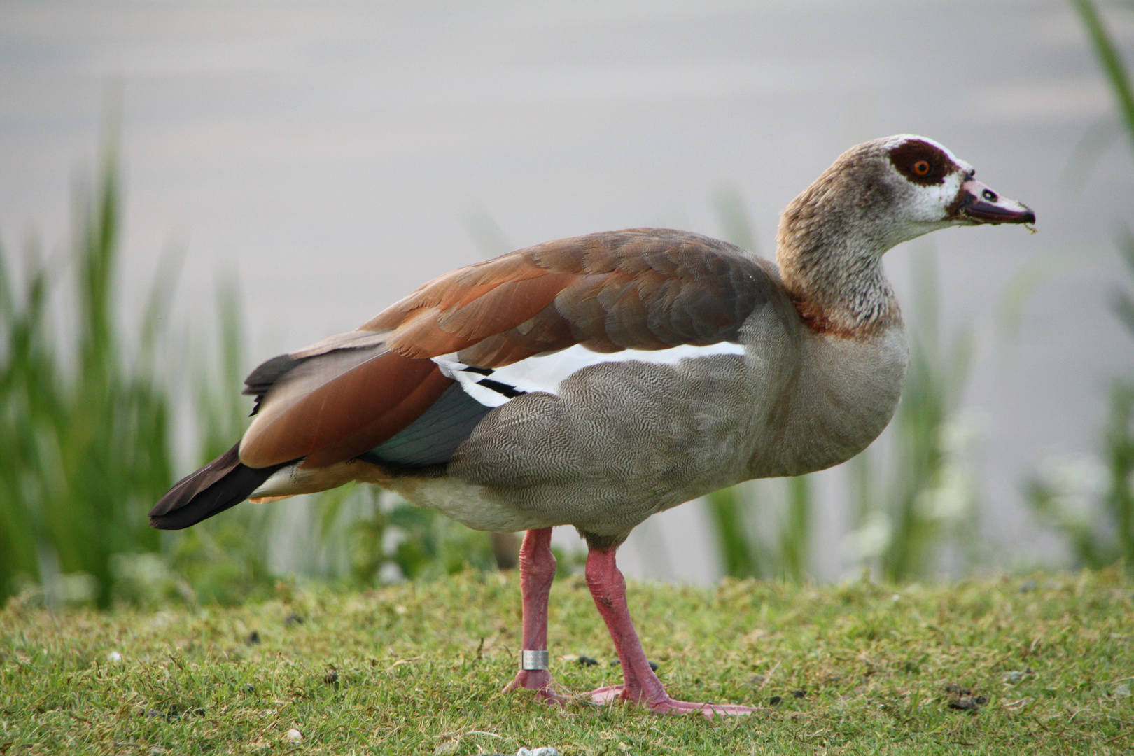 Ich bin eine... Nilgans