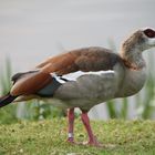 Ich bin eine... Nilgans