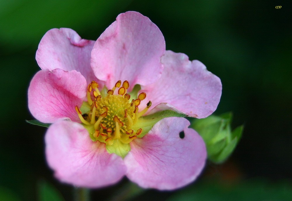 Ich bin eine Nussblüte