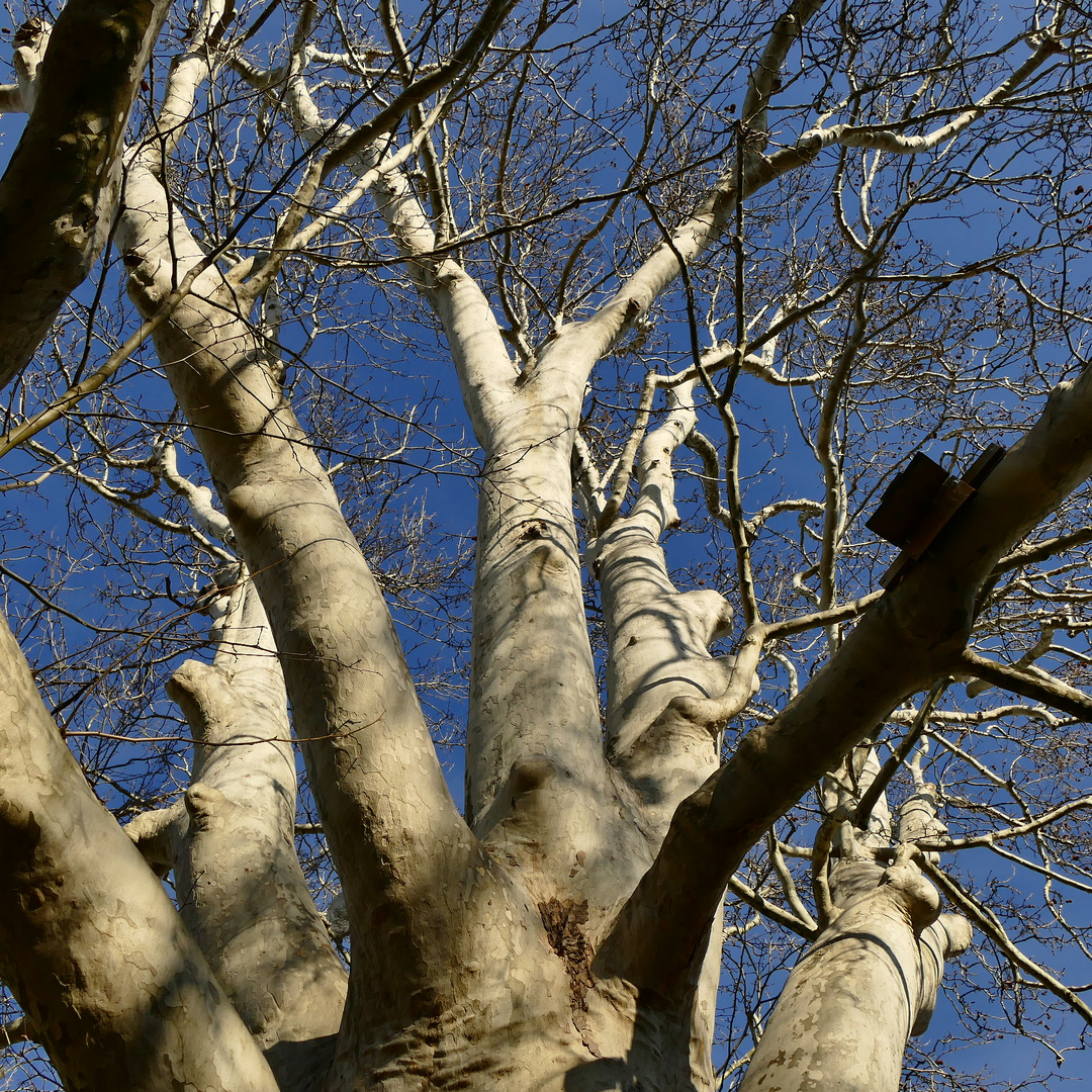 Ich bin eine Platane 