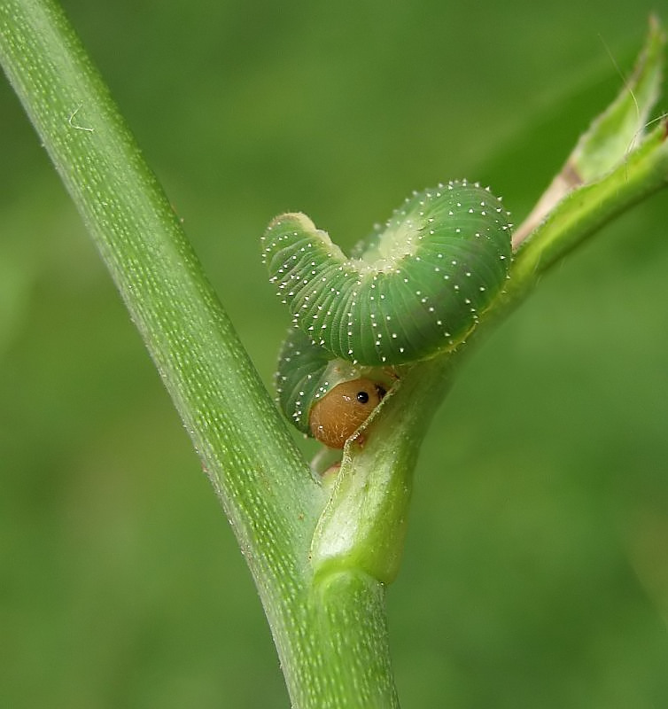 Ich bin eine Rosendorne