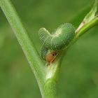 Ich bin eine Rosendorne