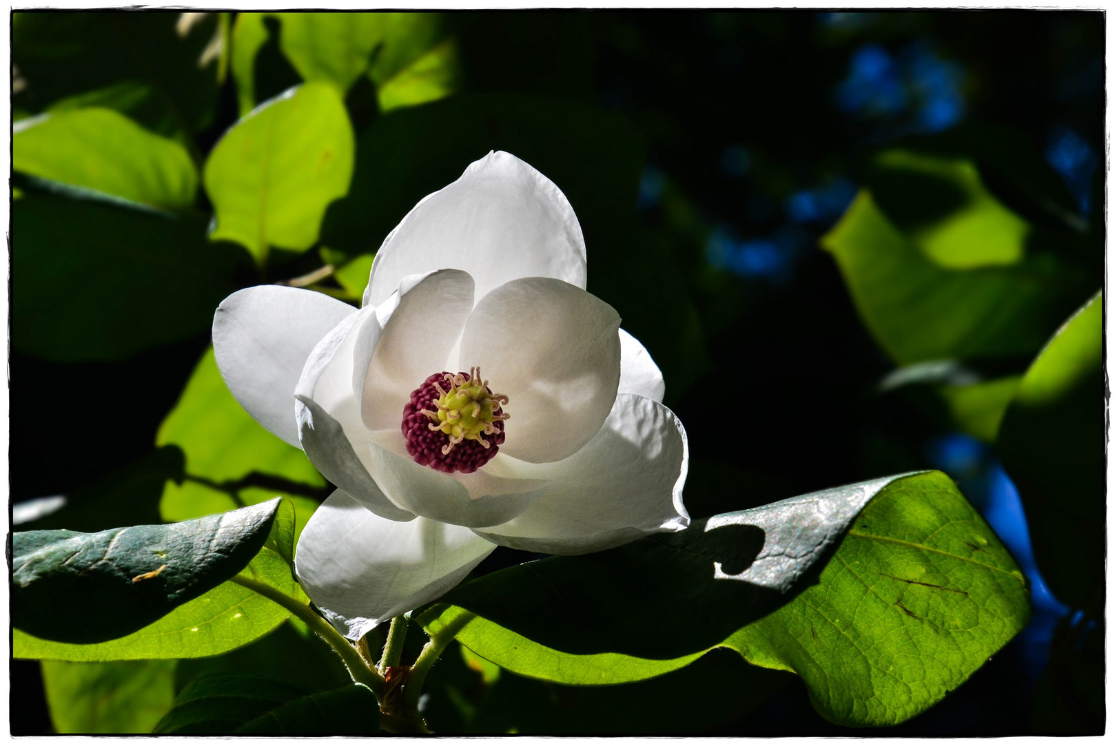 Ich bin eine Sommermagnolie