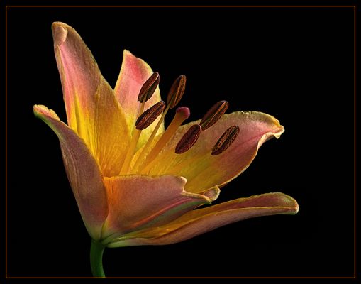 Ich bin eine Topf Lilie