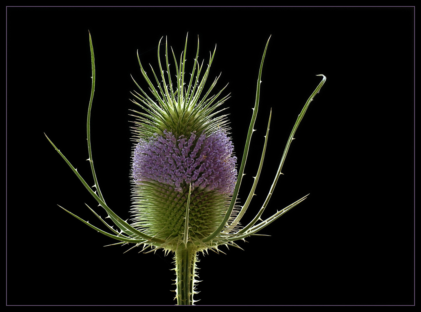 Ich bin eine Wilde Karde .. und schmücke mich mit kleinen Blüten