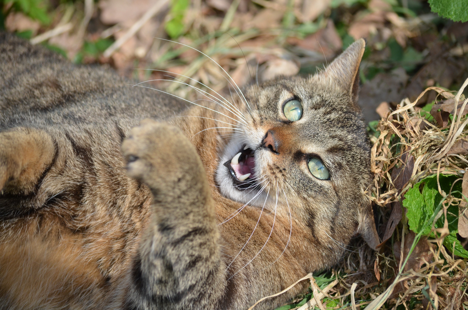 "Ich bin eine wilde Raubkatze"