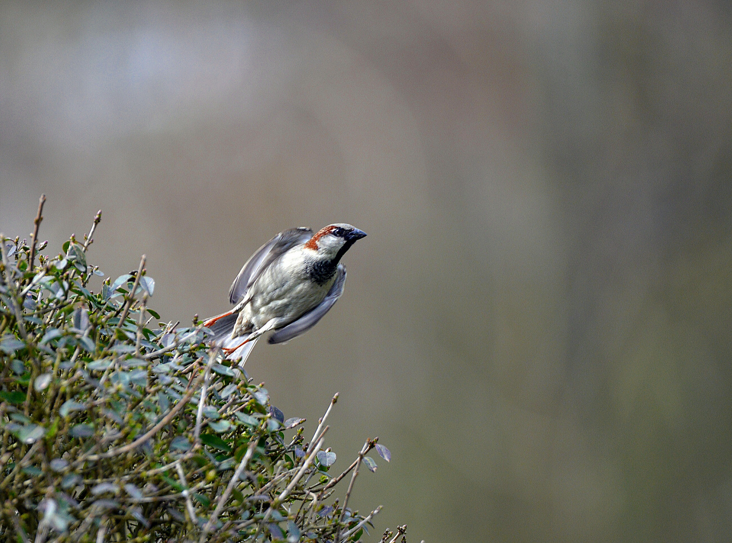 ich bin einfach ein schräger Vogel :-))