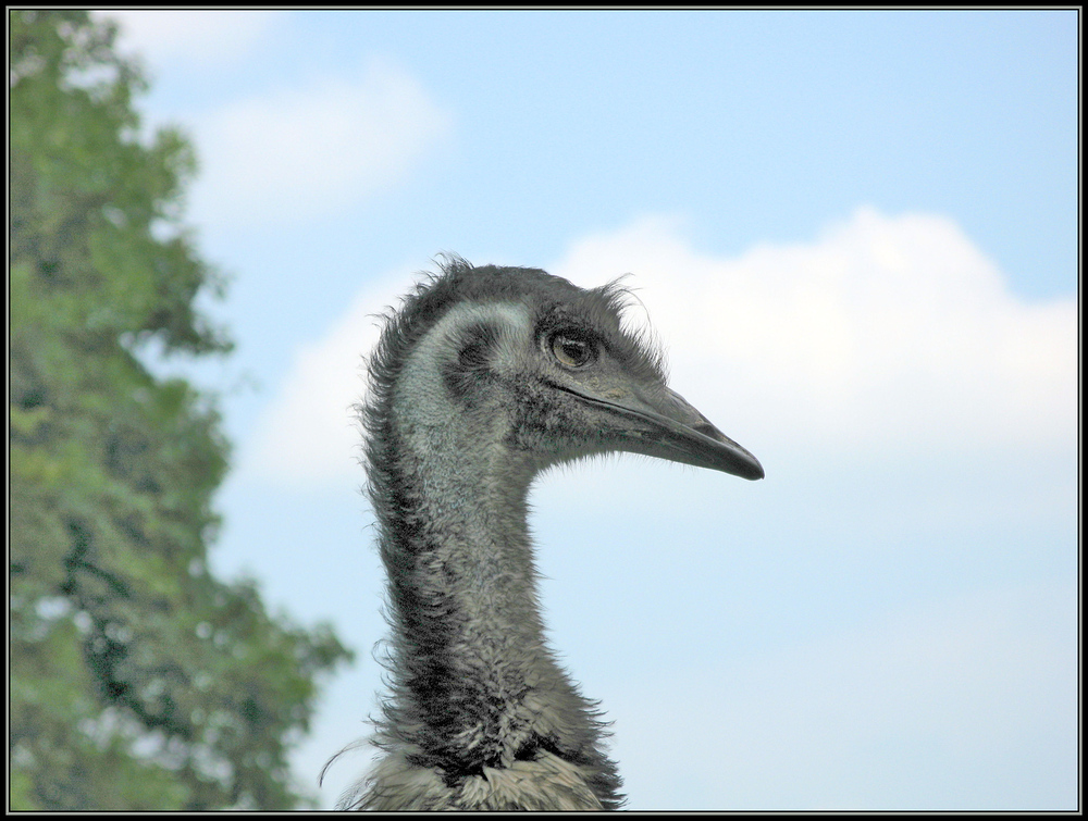 Ich bin Emu Romeo ...