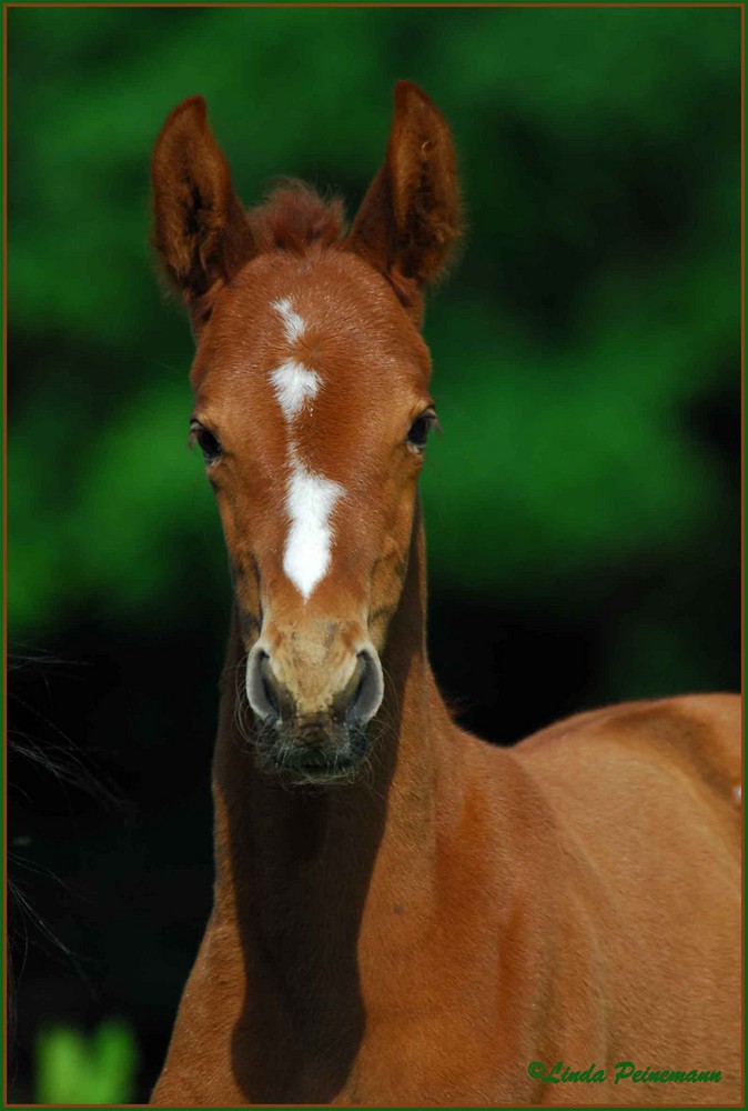 Ich bin erst 10 Tage alt. I am 10 days old!