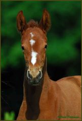 Ich bin erst 10 Tage alt. I am 10 days old!