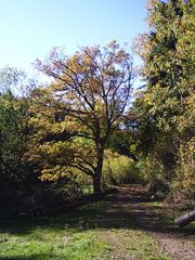 Ich bin es - Der Baum!