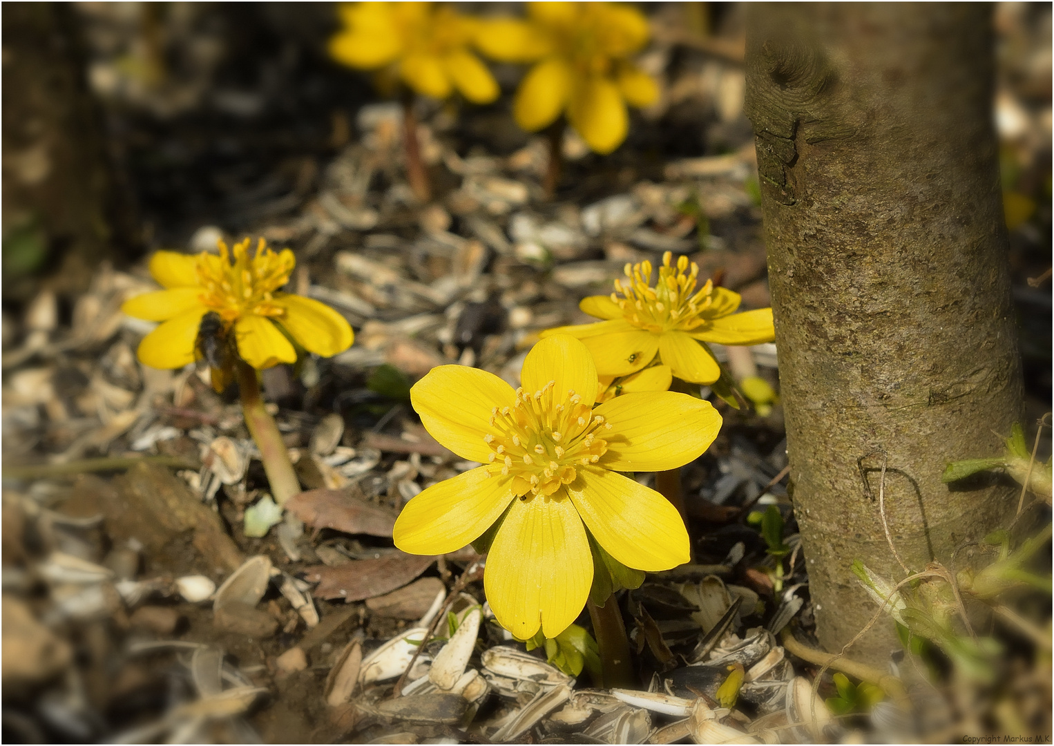 Ich bin es; der Frühling...