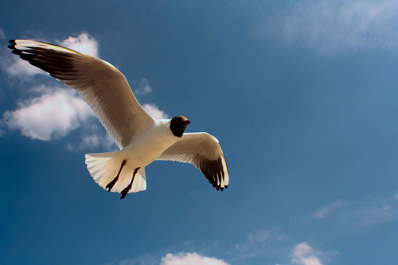 Ich bin frei wie der Wind