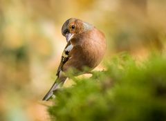 "Ich bin ganz Ohr ......"