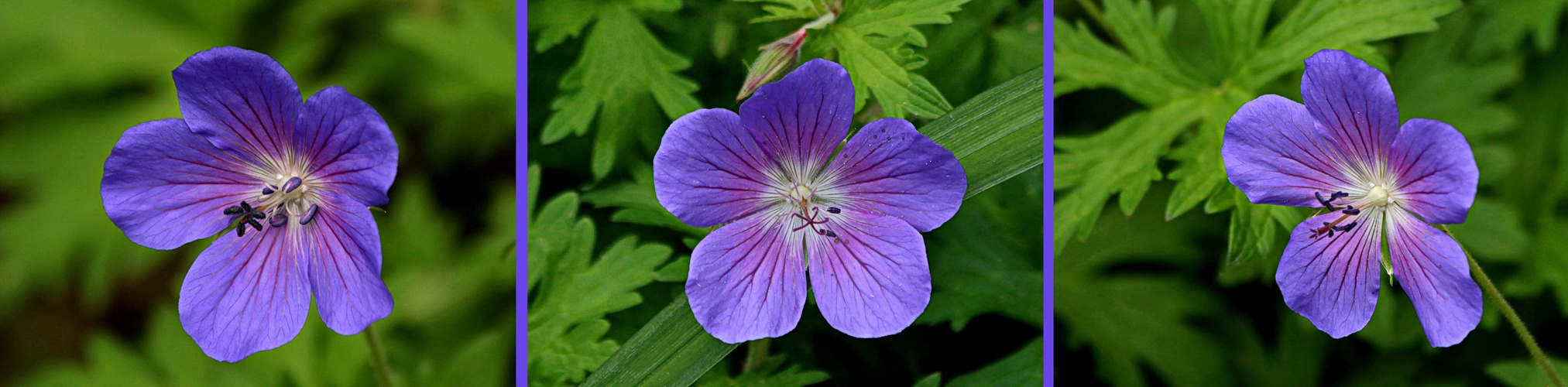 ich bin ganz schön vielseitig Foto & Bild | natur ...