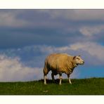 Ich bin gern ein nur Schaf... ein Schaf unter vielen...;))