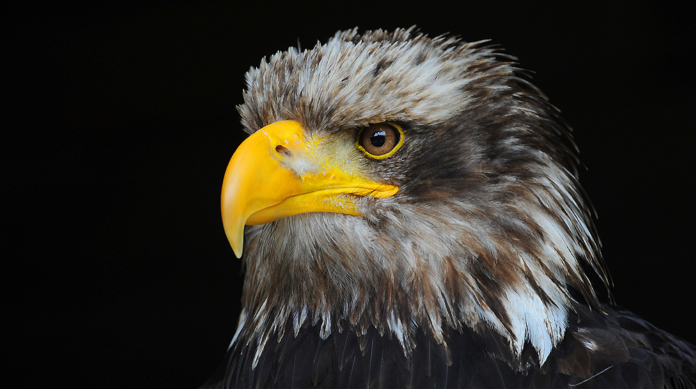 ich bin hans......ein jungvogel...