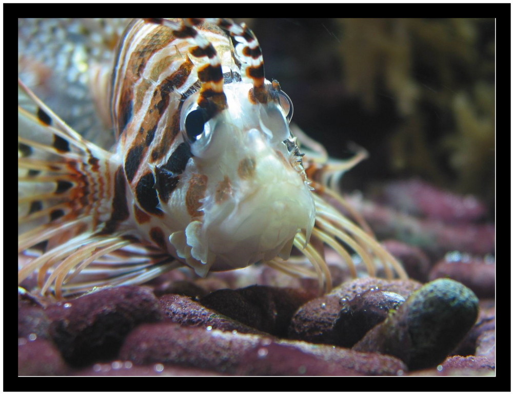 Ich bin heiß... Foto & Bild tiere, zoo, wildpark & falknerei, zoo