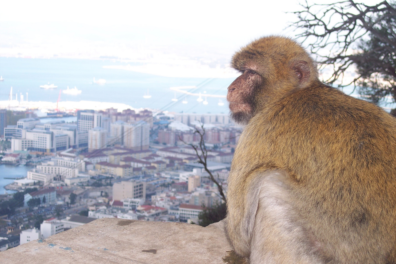 Ich bin Herrscher über Gibraltar