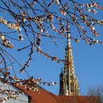 Ich bin heute dem Frühling begegnet.....