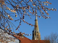 Ich bin heute dem Frühling begegnet.....