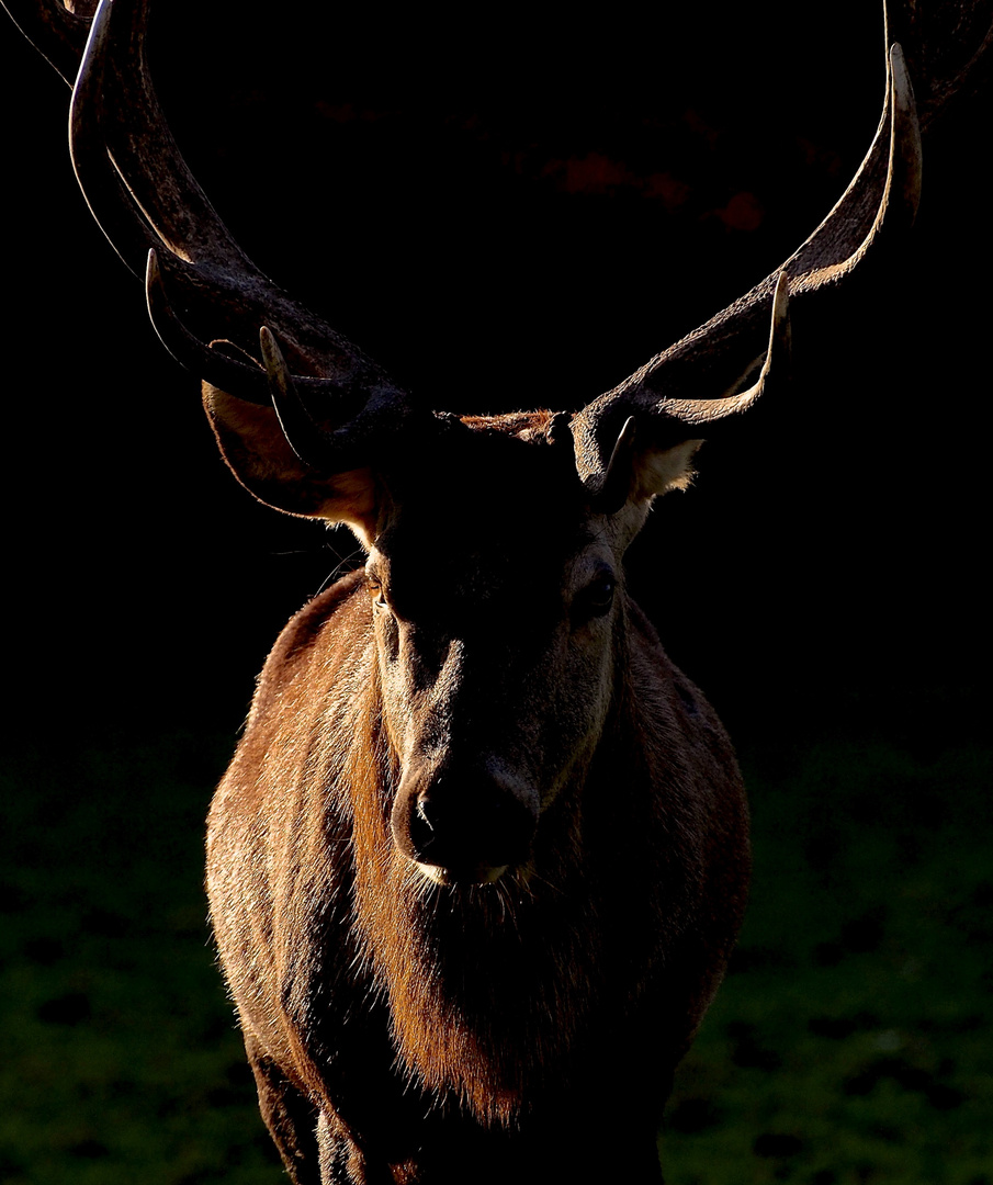 ich bin hier der Platzhirsch