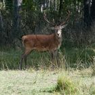 Ich bin hier der Platzhirsch