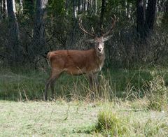 Ich bin hier der Platzhirsch