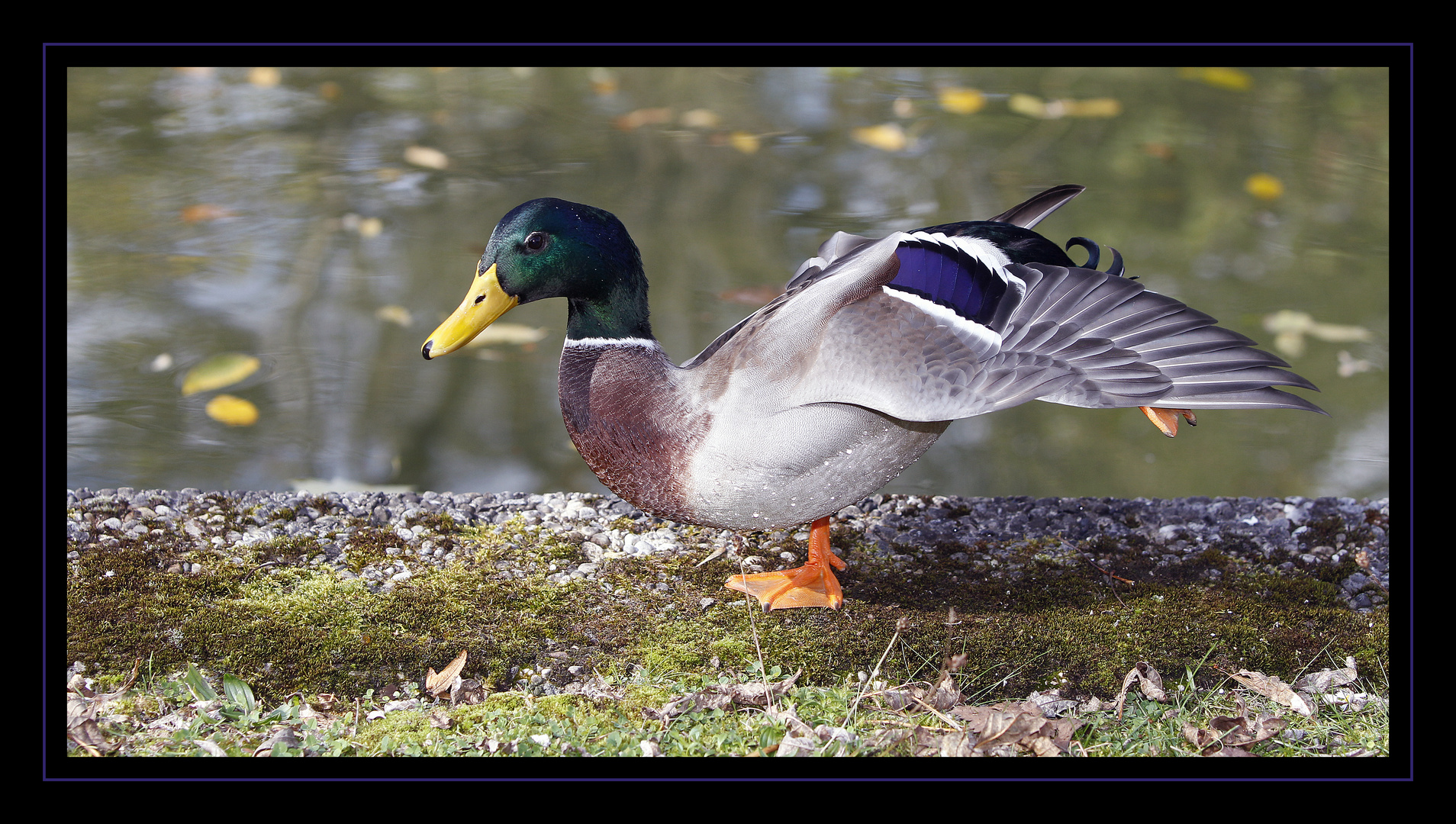 Ich bin hier der Star, nicht so ein blöder sterbender Schwan.