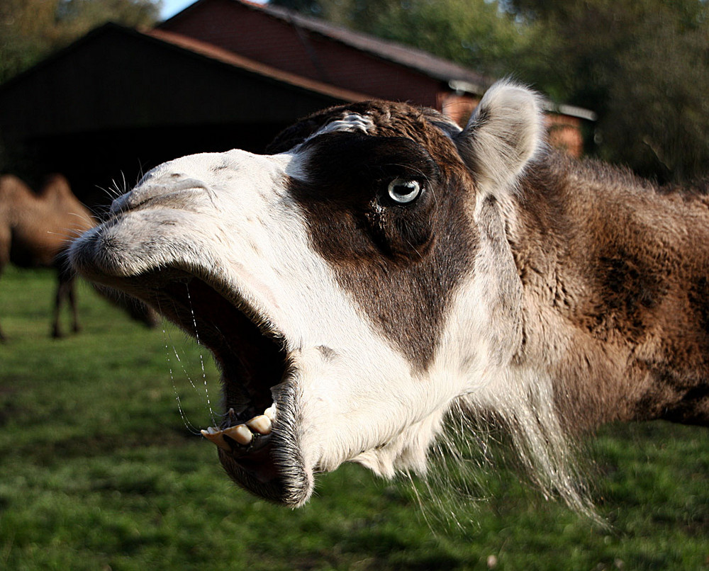 ich bin hungrig !!!!!