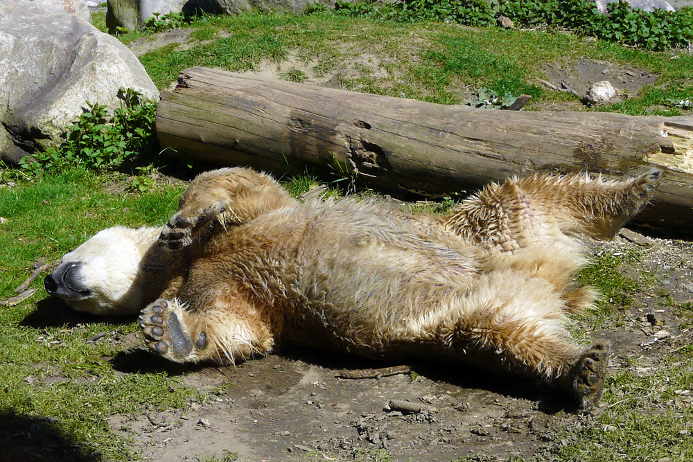 Ich bin immer noch ein Eisbär