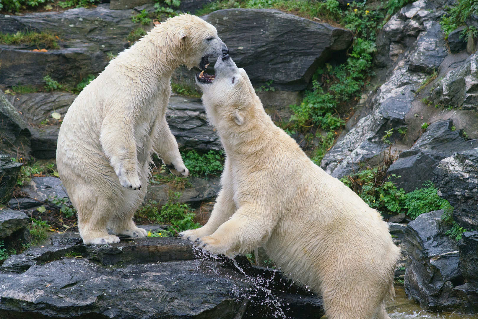 Ich bin ja schon so ein riesiger Eisbär :)