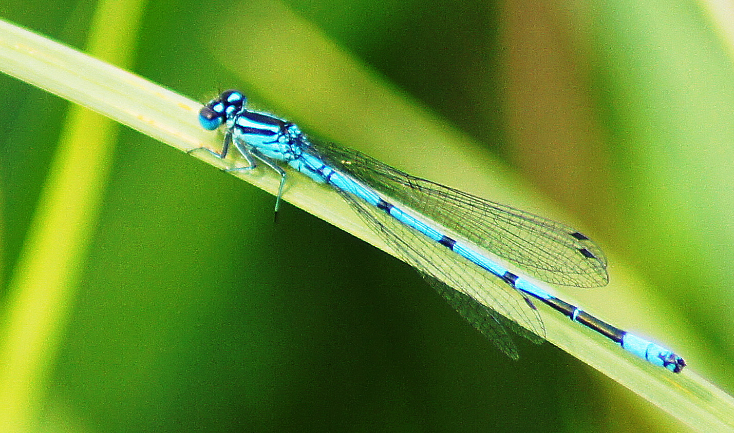 Ich bin ja so blau ! :-)