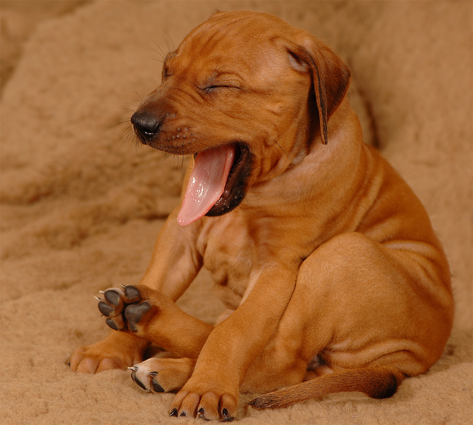 Ich Bin Ja Soooo Mude Reload Foto Bild Tiere Haustiere Hunde Bilder Auf Fotocommunity