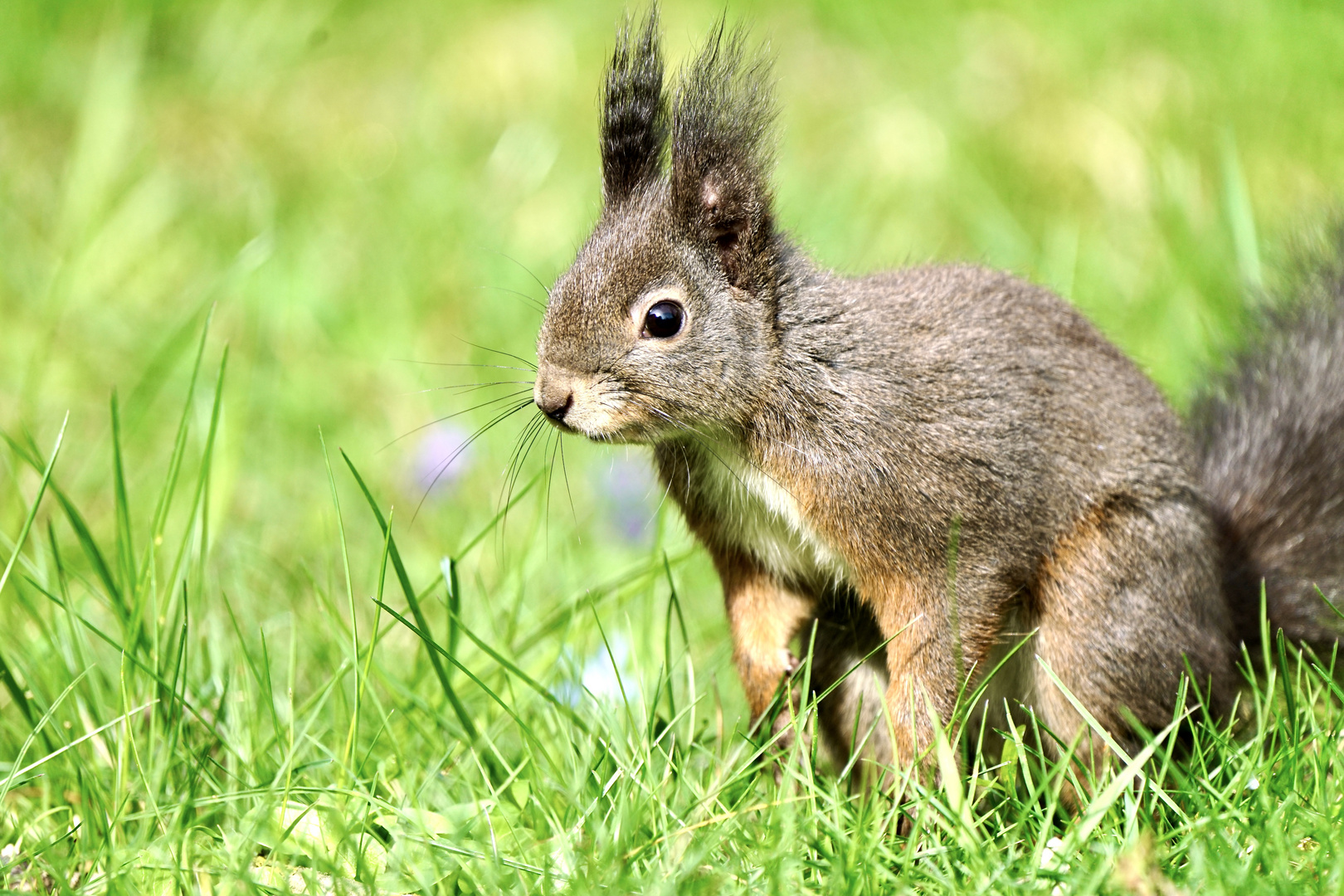 ich bin  k e i n  Osterhase !