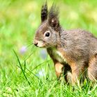 ich bin  k e i n  Osterhase !