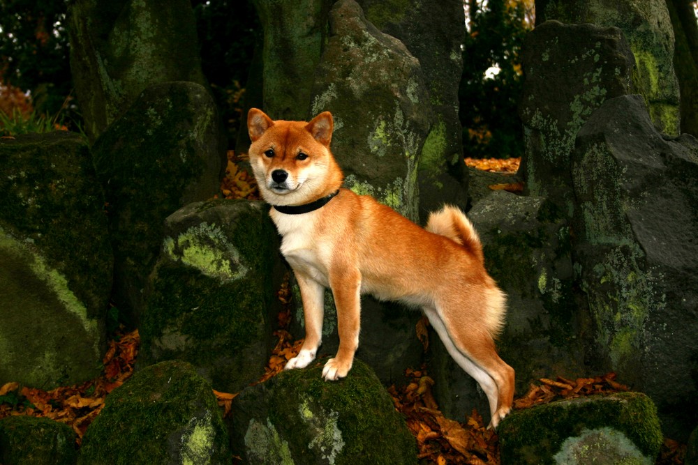 Ich bin kein Bergfuchs....