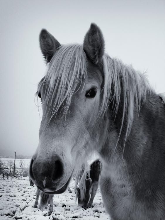 Ich bin kein Bucephalus