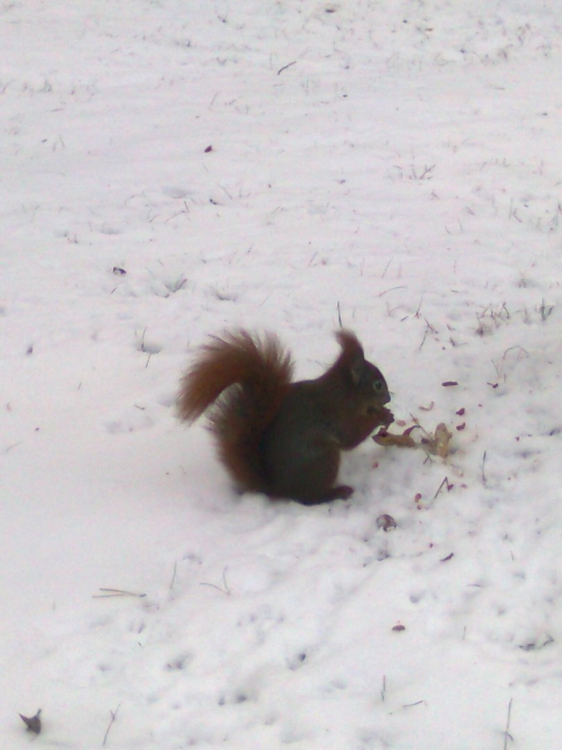 Ich bin kein Eichhörnchen.... sondern ein Schneehörnchen beim Frühstück