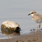 Ich bin kein Flaschenkind.... Juveniler Flussregenpfeifer (Charadrius dubius)