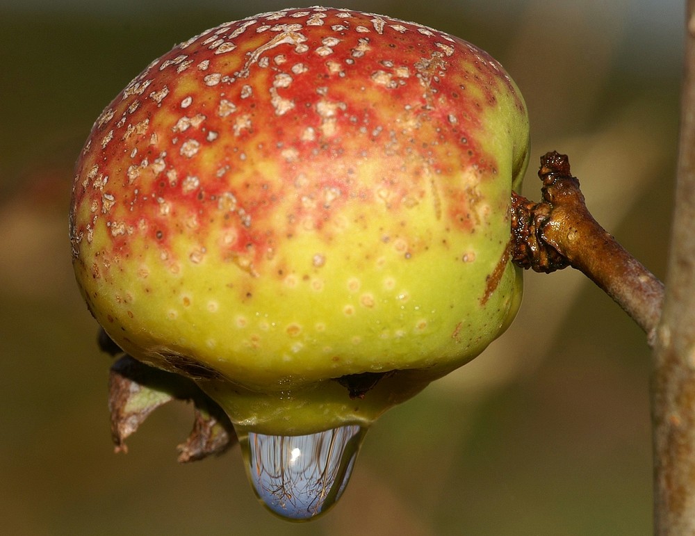 Ich bin kein Fliegenpilz ...