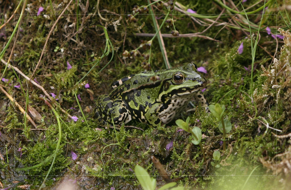 Ich bin kein Frosch im Brunnen, der nur ein Stück vom Himmel sieht -