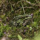 Ich bin kein Frosch im Brunnen, der nur ein Stück vom Himmel sieht -