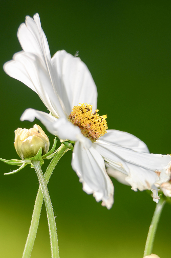 ich bin kein Gänseblümchen ;-)