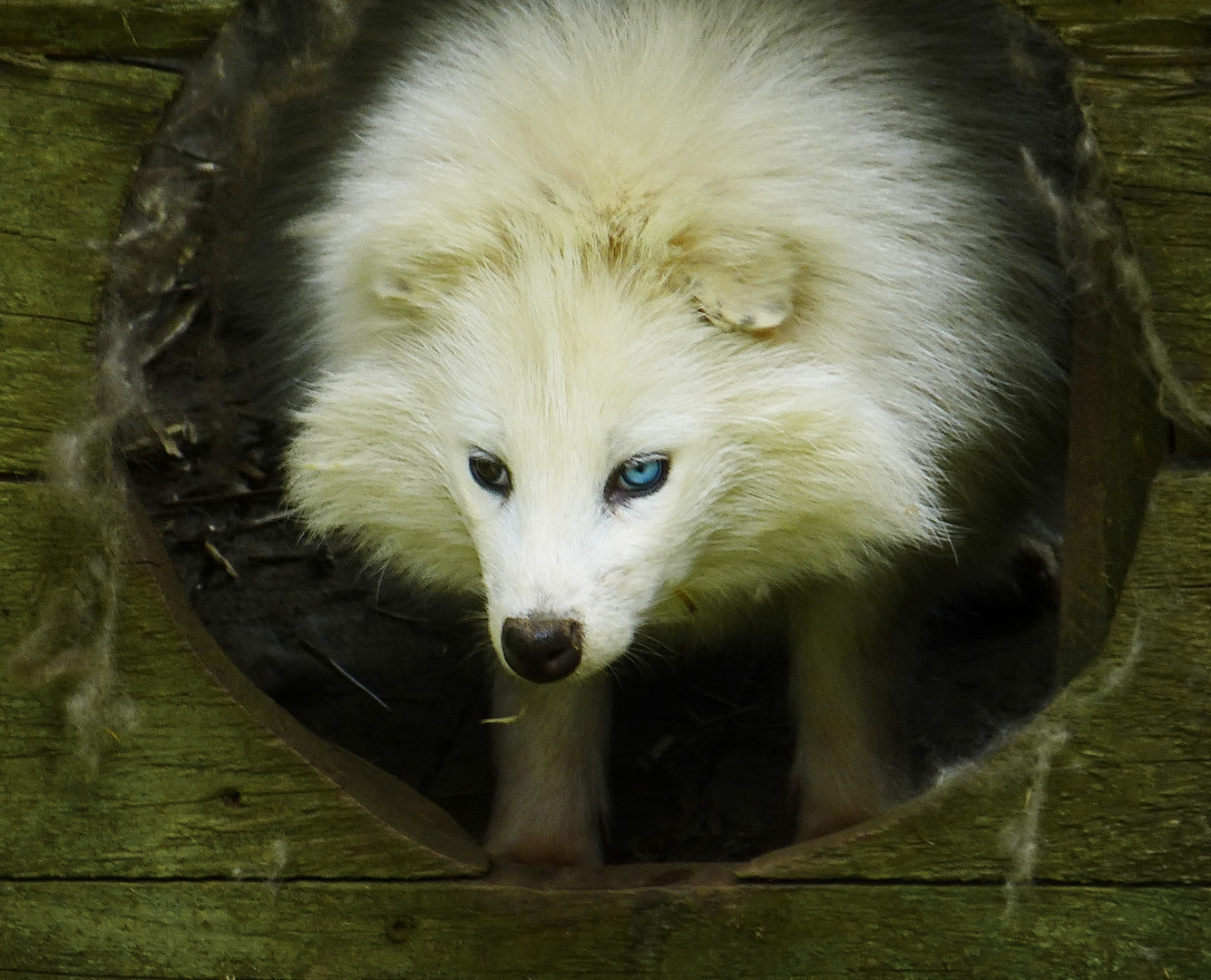 Ich bin kein Haski......sondern ein Marderhund