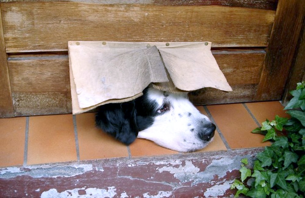 Ich bin kein Hund, sondern eine Muräne ;-)