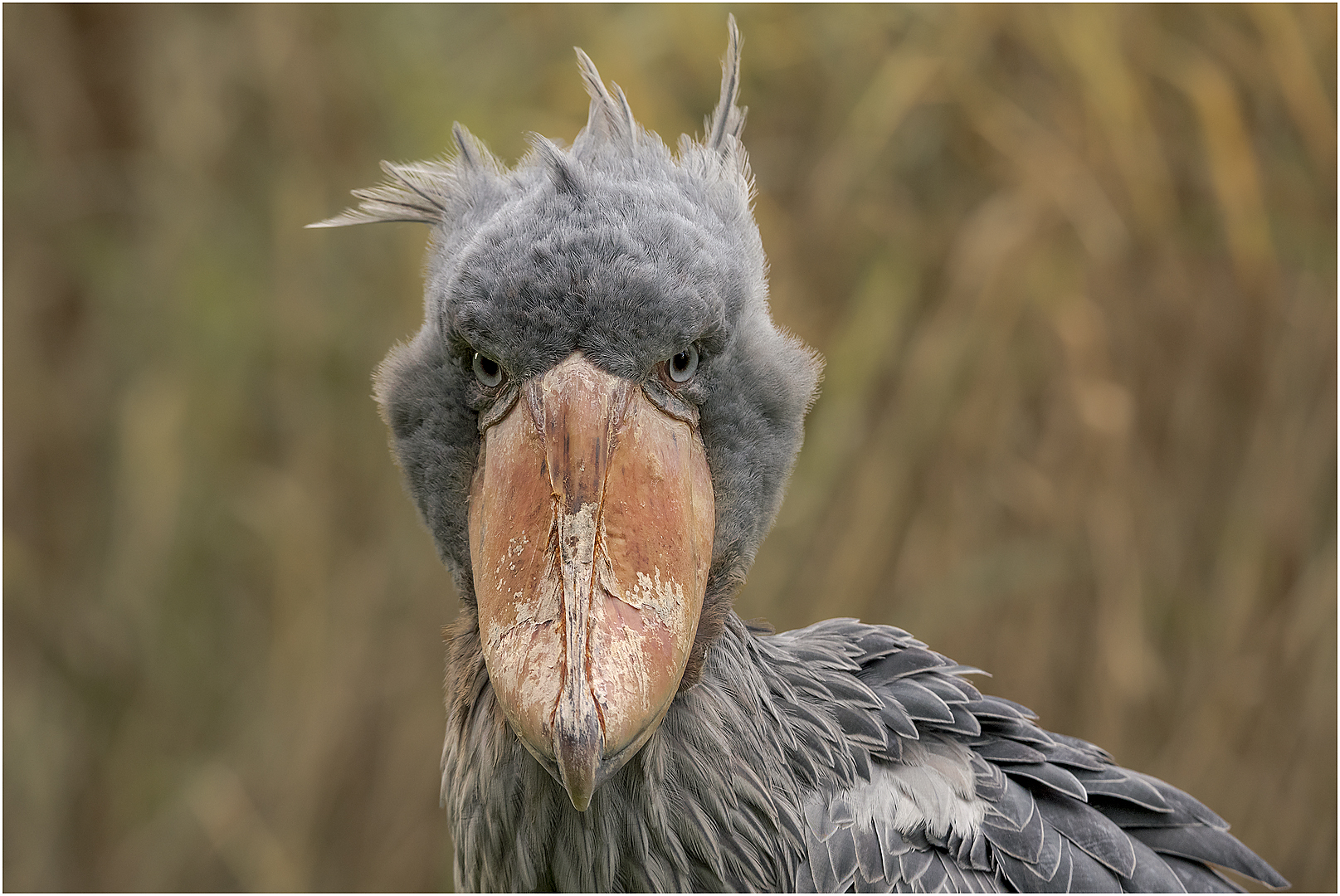 Ich bin kein komischer Vogel ... 