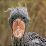 Ich bin kein komischer Vogel ... 